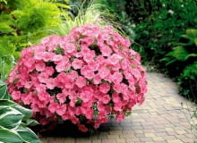 petunia, balkon, taras,kwiaty na balkon