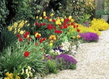 Colourful spring border with Tulipa, Narcissus and Alyssum