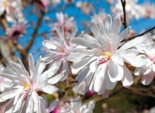 Magnolia gwiździsta 'Rosea' Magnolia gwiździsta 'Rosea'