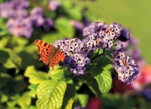 Heliotrop. Tworzy płaskie kwiatostany złożone z drobnych, silnie pachnących kwiatów. Może dorastać do około 70 cm. Potrzebuje dużo słońca i regularnego zasilania.