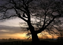 Dąb Wybickiego Fot. Klub Gaja