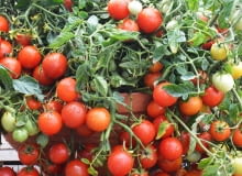 Jakie odmiany pomidorów wybrać?