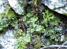 Plecha wątrobowców (rośliny te nie mają pędów ani liści) może po prostu zarosnąć niskie rośliny skalne. Plecha wątrobowców (rośliny te nie mają pędów ani liści) może po prostu zarosnąć niskie rośliny skalne.