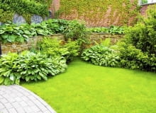 Okazałe byliny i krzewy same bronią się przed chwastami Okazałe byliny i krzewy same bronią się przed chwastami