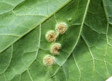 Rdza na liściach roślin Rdza na liściach roślin