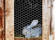 Nawet niewielka hodowla zwierząt gospodarskich nie może być uciążliwa dla sąsiadów.