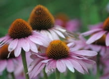 Jeżówka purpurowa (Echinacea purpurea) Jeżówka purpurowa (Echinacea purpurea)