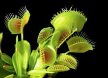 Sposoby na muchy Sposoby na muchy