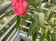 Kasia Milewska, Warszawa: Pelargonie obsypane kwiatami, koleusy o barwnych liściach, drzewko szczęścia i wiele aromatycznych ziół, a do tego (poniżej) dorodny oleander - taka roślinna oprawa odpowiada nie tylko nam, ale i naszym kotom. Kasia Milewska, Warszawa: Pelargonie obsypane kwiatami, koleusy o barwnych liściach, drzewko szczęścia i wiele aromatycznych ziół, a do tego (poniżej) dorodny oleander - taka roślinna oprawa odpowiada nie tylko nam, ale i naszym kotom.