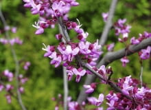 Judaszowiec kanadyjski