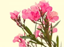 Chore oleandry - małe, okrągłe, czasem owalne plamy na liściach z szarym lub jasnobrązowym środkiem i ciemnym obrzeżeniem