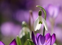 Najwcześniej kwitnące kwiaty cebulowe. Pionierzy wśród kwiatów.