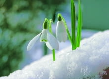 Zdarza się, że przebiśniegi mogą zakwitnąć już w lutym. Dlatego nazywane są zwiastunami wiosny