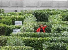 Zielony labirynt na Trafalgar Square w Londynie