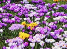 Krokusy na trawniku to piękny początek wiosny. Widok jak w górach. Z koszeniem takiego trawnika trzeba jednak poczekać, aż zżółkną listki krokusów