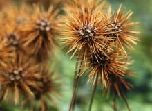 Acena drobnolistna 'Monstrosum' Acena drobnolistna 'Monstrosum'