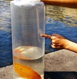 RYBA RYBY TRANSPORT RYB RYBA OZDOBNA WOREK FOLIOWY