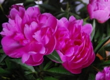 Peonia