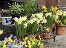 Mobilny wiosenny ogród na balkonie lub tarasie pełen narcyzów, bratków, cebulic i zawilców greckich. Mobilny wiosenny ogród na balkonie lub tarasie pełen narcyzów, bratków, cebulic i zawilców greckich.