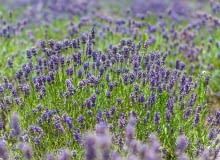 pielęgnacja lawendy