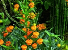 Sandersonia po angielsku zwana jest także złotą konwalią (Golden Lily of the Valley) albo chińskimi lampionami (Chinese Laterns). Sandersonia po angielsku zwana jest także złotą konwalią (Golden Lily of the Valley) albo chińskimi lampionami (Chinese Laterns).Flowering Sandersonia aurantiaca