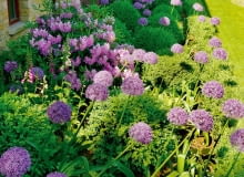 Ciekawy pomysł na rabatę - rododendrony, naparstnice i ozdobne czosnki pomiędzy strzyżonymi bukszpanami - wszystko w tonacji fioletowo-różowej. Ciekawy pomysł na rabatę - rododendrony, naparstnice i ozdobne czosnki pomiędzy strzyżonymi bukszpanami - wszystko w tonacji fioletowo-różowej.