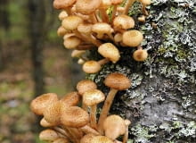 Kapelusze opieniek na chorym pniu. Kapelusze opieniek na chorym pniu.