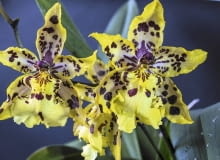 Mieszaniec kambrii, określany też jako Odontocidium Wildcat. Mieszaniec kambrii, określany też jako Odontocidium Wildcat.