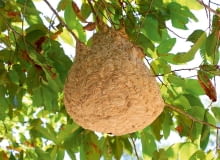 Gniazdo szerszenia ukryte w koronie drzewa może być mało widoczne dla przechodnia.