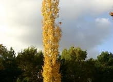 Populus tremula 'Fastigiata'