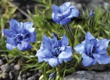 'EUGENS ALLERBESTER' (odmiana mieszańcowa)