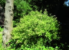 Tawuła japońska i jej odmiany są odporne na mróz, jeśli to więc konieczne, możemy skaracać jej pędy nawet późną jesienią. Tawuła japońska i jej odmiany są odporne na mróz, jeśli to więc konieczne, możemy skaracać jej pędy nawet późną jesienią.