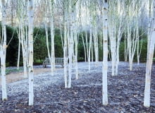 Białe pnie i konary o zmierzchu i nocą w świetle lamp lub księżyca wyglądają niesamowicie, jakby były obleczone białym całunem. Na zdjęciu odmiana 'Grayswood Ghost'. Drzewa robią największe wrażenie, gdy rosną w grupie jako mały zagajnik lub tworzą szpaler biegnący np. wzdłuż żywopłotu. Białe pnie i konary o zmierzchu i nocą w świetle lamp lub księżyca wyglądają niesamowicie, jakby były obleczone białym całunem. Na zdjęciu odmiana 'Grayswood Ghost'. Drzewa robią największe wrażenie, gdy rosną w grupie jako mały zagajnik lub tworzą szpaler biegnący np. wzdłuż żywopłotu.