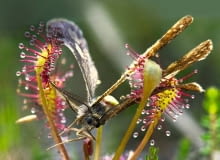 Roślina owadożerna w akcji