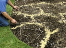 Efekt dużych kęp kwiatów uzyskamy, siejąc nasiona gniazdowo (po 3-5) na poletkach obrysowanych piaskiem. Nasiona po wysiewie przykrywamy ziemią i dodatkowo gałązkami, by ochronić je przed ptakami. Making a border of annuals story Covering with pea sticks to protect from digging cats SLOWA KLUCZOWE: Ablauf Alan Titchmarsh Arbeit Aussaat Beete Blumen Blumenzwiebeln Einjšhrig FrŁhling Gartenarbeit Gartenpflege Gšrtner Gšrtnern geschŁtzt Jahreszeit Jahreszeiten Knollen Mšrz Methoden praktisch Querformat Reihenfolge Schritt fŁr Schritt Schutz schŁtzen Sequenz Sissinghurst step Techniken Zweige