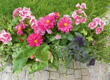 Spokojny romantyzm - różowa pelargonia i dalia, granatowy heliotrop, biała bakopa i niebieska lobelia. Spokojny romantyzm - różowa pelargonia i dalia, granatowy heliotrop, biała bakopa i niebieska lobelia.