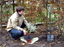 <b>Dołowanie pojemników</b> - donice z roślinami(nawet mrozoodpornymi) jesienią wkopujemy w zacisznym, ocienionym miejscu, a po przymrozkach okrywamy ściółką. 20.11.03 WARSZAWA OGROD PRYWATNY DOLOWANIE ROSLIN DONICZKI PRZED ZIMA PRACE JESIENNE JESIEN OCHRONA PRZED MROZ