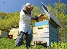 Pasiekę można zakładać z dala od domów Pasiekę można zakładać z dala od domów