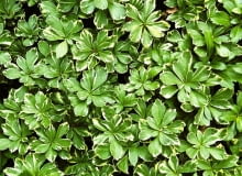 Runianka RUNIANKA JAPONSKA PACHYSANDRA TERMINALIS ODMIANA BIALOOBRZEZONA BYLINA KRZEWINKA LISC DWUBARWNY FOT. WOJCIECH PODSTOLSKI SLAJD MALY PUBLIKACJA OGRODY NR 12 (68) - 12.2004 SLOWA KLUCZOWE: ROSLINY ZDJĘCIE DO WKŁADKI: PUBLIKACJA OGRODY NR 12 (68) - CZASOPISMA