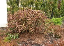 Przemarznięcie liści różanecznika zdarza się rzadko. Warto poczekać i sprawdzić, które pędy wydadzą młode przyrosty. Dopiero wtedy przystępujemy do wycinania martwych. 28.03.2003 WARSZAWA ULICA SYTA OGROD WIOSNA SZKODY MROZOWE PRZEMARZNIETY OKAZ KRZEWY LISCIASTE RODODENDRON KATAWBIJSKI MROZ N/Z SUSZA FIZJOLOGICZNA USCHNIETA ROSLINA FOT. PAWEL SLOMCZYNSKI / AGENCJA GAZETA PUBLIKACJA KWIETNIK NR 11 (107) - 11.2003 SLOWA KLUCZOWE: ROSLINY ZIMA OGRODY ZNISZCZENIA ZDJĘCIE DO WKŁADKI: PUBLIKACJA KWIETNIK NR 11 (107) - CZASOPISMA