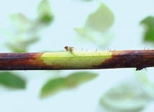 Zamieranie pędów mumi KONICA MINOLTA DIGITAL CAMERA