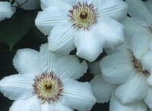 Clematis 'Królowa Jadwiga'