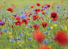 Kolory lata, czyli maki polne (Papaver rhoeas) i chabry bławatki (Centaurea cyanus). Chętnie rosną w zbożu i są jednoroczne - na ogrodowej łączce można je zastąpić gatunkami wieloletnimi.