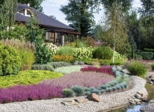 Oryginalne wrzosowisko nad strumieniem. Za pasem kostrzewy rośnie wrzos 'Roswitha', 'Pink Alicia', 'Athene' oraz biały 'Melanie'. Oryginalne wrzosowisko nad strumieniem. Za pasem kostrzewy rośnie wrzos 'Roswitha', 'Pink Alicia', 'Athene' oraz biały 'Melanie'.