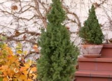 Świerk biały 'Conica' 25.10.2003 WARSZAWA