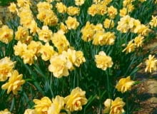 Narcyz pełny 'Tahiti'