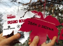 Święto drzewa Święto drzewa
