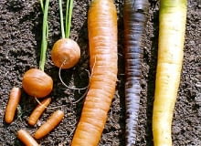 23.09.03 WARSZAWA OGROD PRYWATNY WARZYWA KORZENIOWE MARCHEW ODMIANY ROZNE KOLORY I KSZTALTY ODMIANA ZOLTA YELLOWSTONE FIOLETOWA PURPLE HAZE FOT. PAWEL SLOMCZYNSKI AGENCJA GAZETA