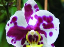 11.10.2007 SOSNOWIEC WYSTAWA STORCZYKOW EGZOTARIUM W SOSNOWCU DLA CZASOPISMA OGRODY KWIETNIK FOT. ARKADIUSZ SCICHOCKI / AGENCJA GAZETA