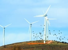 Śmigła wiatraków powinny być jaskrawo oznakowane, by nie rozbijały się o nie lecące ptaki Śmigła wiatraków powinny być jaskrawo oznakowane, by nie rozbijały się o nie lecące ptaki